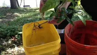 Organic Way to Safely Bring Outdoor Plants Inside