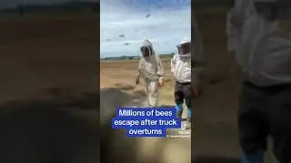 millions of bees gets loose #bees #news
