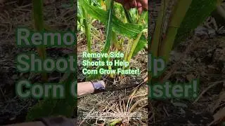 🌽 REMOVE SIDE  SHOOTS to Help Corn Grow Faster!  #cornharvest  #plants #agriculture #satisfying