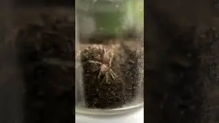 watch my smallest tarantula build her burrow