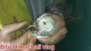 उल्लू के बच्चे को क़्या खिलाएं सबसे आसान तरीका उल्लू के बच्चे को कैसे बचाएं॥