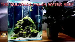 The Sulawesi Fresh Water Reef cinematic tour - Caridina dennerli (Sulawesi White Socks)