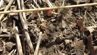 Little bright-red bug