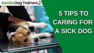 Caring For A Sick Dog - An Owner's Guide!