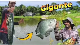 VENDO AINDA NÃO ACREDITO....   A MAIOR QUE JÁ FOI PEGA NESSE LUGAR.     #tilapia #pescariadetilápia 