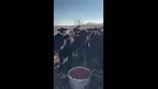 180 Angus, Black Baldy - Bred Heifers For Sale
