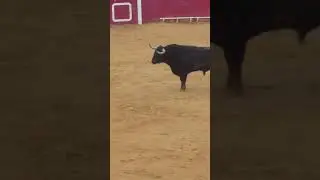 Toro infuriato!