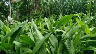 All about turmeric cultivation/ Important information on turmeric (Curcuma longa) production