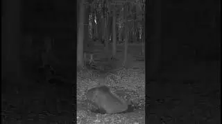 Roy.sk | Wachman | maco v k&uacute;peľoch #bear #medved #fotopasca #trailcam #wildlife