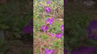 melastoma violet and white plants with flowers