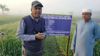 Adaptive trial on Barley under saline soil in Bangladesh.