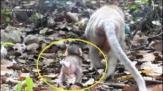 Mom Jane try leave teach Janet baby how to run,Poor Janet scare run fast follow till success