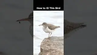 Can you identify this shorebird?