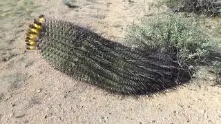 Giant Barrel Cactus & Crested Saguaros