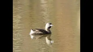 The Call of a Pied-Billed Grebe