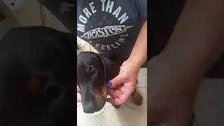 Taping Natural Ears Doberman Pt 2