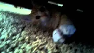 Cute cat holds camera