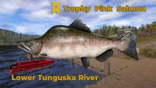 Russian Fishing 4 - Lower Tunguska River, Trophy Pink Salmon