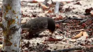 Darwin finch