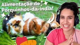 O QUE PORQUINHO DA &Iacute;NDIA COME? Como montar uma dieta saud&aacute;vel e completa para porquinhos