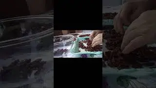 Easy Way to Make Natural Raisins at Home &ndash; Soda Boiling Method