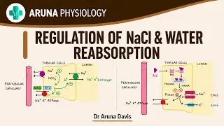 Регуляция реабсорбции NaCl и воды | Физиология | Первый год MBBS