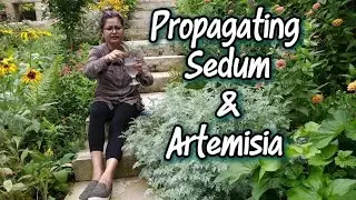 Propagating Sedum & Artemisia #MultiplyYourPlants #PropagatingPerennials