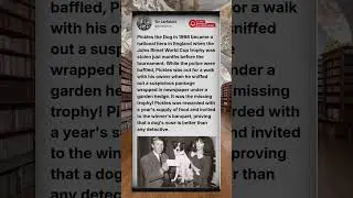The Dog Who Found the Stolen World Cup