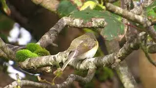 American Redstart - isle of barra - Eoligarry Church