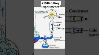 #this experiment&nbsp;was tsupportthe theory of chemical evolution&nbsp;regarding the origin of life on Earth#