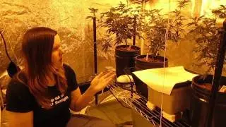 Botany Basics