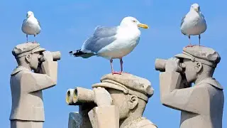 Seh 👀 Möwen 