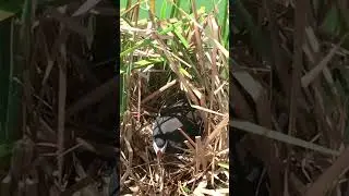 Bird Protecting Her Eggs From Heavy Wind! &ndash; Mother Waterhen Builds Own Nest on the Water