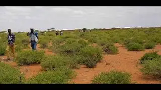 Dahir Alasow oo Gelinsoor laga siiyay dhul weyn %100