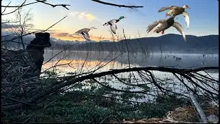 Only FIRST LIGHT Worked&hellip; Tough Duck Hunt at Lake Henshaw (Mallards & Wigeon)
