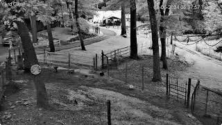 Goldy's  Yard 637 new Judy put sLarky Sizz Karl inside ;637am Carly ;Goaties frt side areas 862024