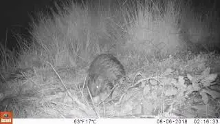 Baby beaver head on eating apple