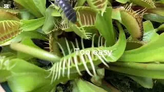 (Phonk)(P1). Tripod escapes #plants #venusflytrap