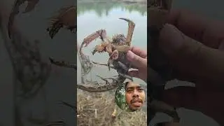 BAKA GUSTO NYO MAGPAKAGAT SA MUD LOBSTER! 😂 🦞 #mudlobster #tenoitv #dmtenio #dondalmasio