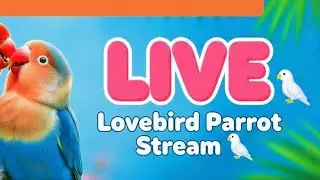 Live streaming of Shawaiz Videos
