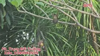Si&ecirc;u phẩm ch&agrave;o m&agrave;o Xo&egrave; m&atilde;n nh&atilde;n b015