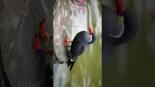 🐦☆⁹&bull;&sup1;⁰ Inca Tern (Larosterna inca) in Tern, Skimmer & Gull Family (Laridae)