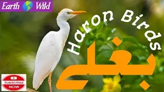 white Baghla 🕊️ new famous bird