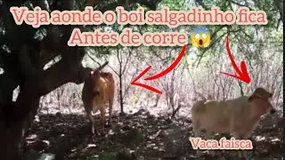 Veja aonde o boi Salgadinho fica antes de corre 😱🐂💥