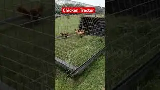 Mobile Chicken Coop
