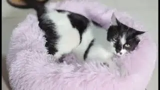 🐾 Luxurious Plush Cat Bed | Washable Donut Bed for Ultimate Comfort & Relaxation 😺✨