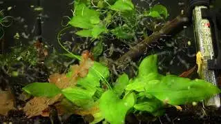 Blattfische (Polycentropsis) F&uuml;tterung