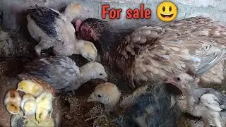Sare chicks sale kar diya 😞