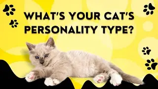 Cat’s have personalities too! #funnycats #cat #catlover #kitten #catvideos