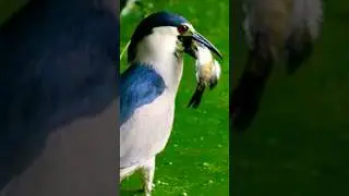 Black Crowned Night Heron Fishing @madhur000 # #birds